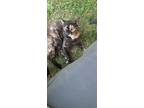 Adopt Kitty a Tortoiseshell Calico / Mixed cat in Parma, OH (38899703)