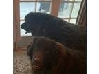 Adopt Rex and Zeus a Black Newfoundland / Mixed dog in Sheridan, IL (38899605)