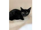 Adopt Ginny a Black (Mostly) Domestic Shorthair (short coat) cat in Pottstown
