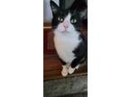 Adopt Yaya a Black & White or Tuxedo American Shorthair (medium coat) cat in
