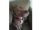 Adopt Cheeto a Brown/Chocolate Labrador Retriever / Staffordshire Bull Terrier /