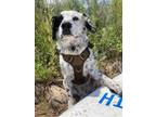 Adopt Axel a White - with Black Mutt / Mixed dog in Strasburg, CO (38899583)