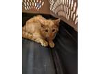 Adopt Pickles a Domestic Shorthair / Mixed (short coat) cat in Coshocton