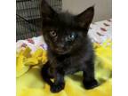 Adopt Melby AP a All Black Domestic Shorthair / Mixed cat in Richfield