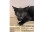 Adopt Bean a All Black Domestic Shorthair (short coat) cat in Pottstown