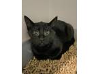 Adopt Licorice a All Black Domestic Shorthair (short coat) cat in Pottstown