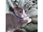 Adopt # 4 Russian Blue and Siamese a Gray or Blue (Mostly) Russian Blue (short
