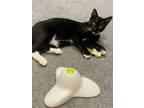 Adopt Celia a Black & White or Tuxedo Domestic Shorthair (short coat) cat in