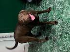 Adopt Kiro a Brown/Chocolate Labrador Retriever / American Pit Bull Terrier /