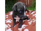 Adopt Marvel litter: Rocket (S) 9/6 a Black Whippet / Mixed Breed (Medium) /