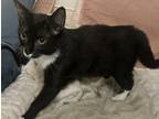 Adopt Mal a Black & White or Tuxedo Domestic Shorthair (short coat) cat in