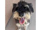 Adopt Bingo UT a Black Schnauzer (Standard) / Mixed dog in Las Vegas