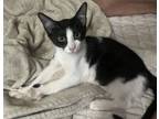 Adopt Dizzy a Black & White or Tuxedo Domestic Shorthair (short coat) cat in