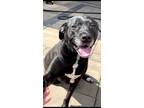 Adopt Mia a Black - with White Terrier (Unknown Type, Medium) / Labrador