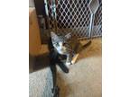 Adopt Klaus a Spotted Tabby/Leopard Spotted Tabby / Mixed (medium coat) cat in