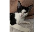 Adopt Ethan a Black & White or Tuxedo Domestic Shorthair (short coat) cat in
