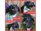 Adopt Sassy Cassie a Black Hound (Unknown Type) dog in Ola, AR (38899303)