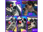 Adopt Netty a Beagle dog in Ola, AR (38899299)