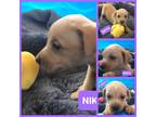Adopt Nikita a Beagle dog in Ola, AR (38899295)