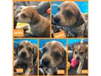 Adopt Nash a Tricolor (Tan/Brown & Black & White) Beagle dog in Ola