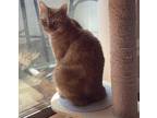 Adopt Sam a Orange or Red Tabby Domestic Mediumhair / Mixed (medium coat) cat in