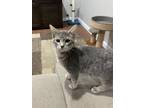 Adopt Calypso a Gray, Blue or Silver Tabby Domestic Shorthair (short coat) cat