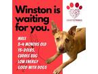 Adopt WINSTON* a Brown/Chocolate Boxer / Terrier (Unknown Type