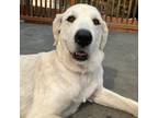Adopt Luna a White - with Tan, Yellow or Fawn Great Pyrenees / Mixed dog in