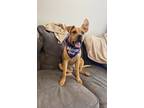 Adopt Tita a Tan/Yellow/Fawn Black Mouth Cur / Mixed dog in Spring