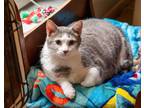 Adopt Domenico (was Major Tom) a Domestic Shorthair / Mixed (short coat) cat in