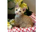 Adopt 5/20 - Castle a Domestic Shorthair / Mixed (short coat) cat in Stillwater