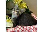 Adopt 4/10 - Crispix a Domestic Shorthair / Mixed (short coat) cat in