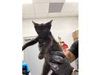 Adopt KIT a Domestic Shorthair / Mixed (short coat) cat in Midwest City