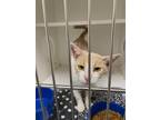 Adopt Chance a Domestic Shorthair / Mixed (short coat) cat in Midwest City