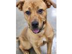 Adopt Mindy a Labrador Retriever / Black Mouth Cur / Mixed dog in Midwest City