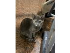 Adopt Remmie a Gray or Blue (Mostly) Domestic Shorthair (short coat) cat in