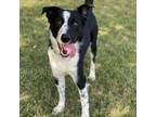 Adopt Dobby a Black Border Collie / Mixed Breed (Large) / Mixed dog in Decorah