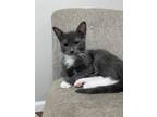 Adopt Tito a Gray or Blue (Mostly) Domestic Shorthair (short coat) cat in