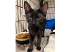 Adopt Remi a All Black Domestic Shorthair (short coat) cat in Colmar