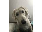Adopt Blaize a Tan/Yellow/Fawn - with White Labradoodle / Mixed dog in Walhalla