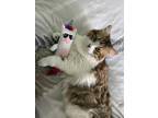 Adopt Mimi (long fur) a Brown Tabby Domestic Longhair (long coat) cat in port