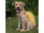 Adopt Rudd a Tan/Yellow/Fawn Golden Retriever / Mixed dog in QUINCY