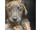 Adopt Doak a Brindle Golden Retriever / Mixed dog in QUINCY, FL (38898843)