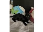 Adopt Atlas Star Shadow a All Black Domestic Shorthair (short coat) cat in