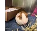 Adopt Bonnie a Guinea Pig small animal in Philadelphia, PA (38896404)