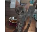 Adopt Magnolia a Gray or Blue Domestic Shorthair / Mixed cat in Fort Lauderdale