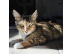 Adopt Aria a Calico or Dilute Calico Domestic Mediumhair / Mixed cat in Fort