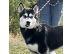Adopt Miel a Black Husky / Mixed dog in Omak, WA (38898721)