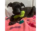 Adopt Woody a Black Mixed Breed (Small) / Mixed dog in Monroeville