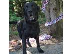 Adopt Chaco a Black Labrador Retriever / Mixed dog in Monroeville, AL (38898701)